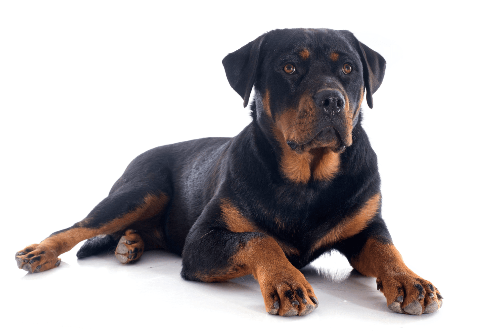 Black and tan Rottweiler lying down on a white background.