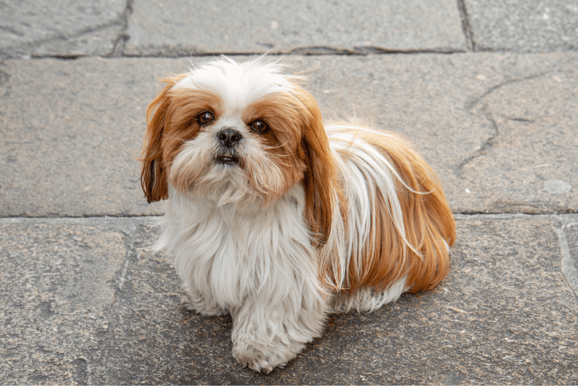 Fluffy white and brown Shih Tzu sitting on a paved stone surface.