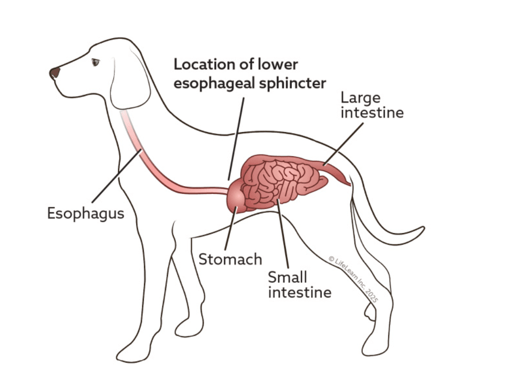 diagram of a dog's digestive system