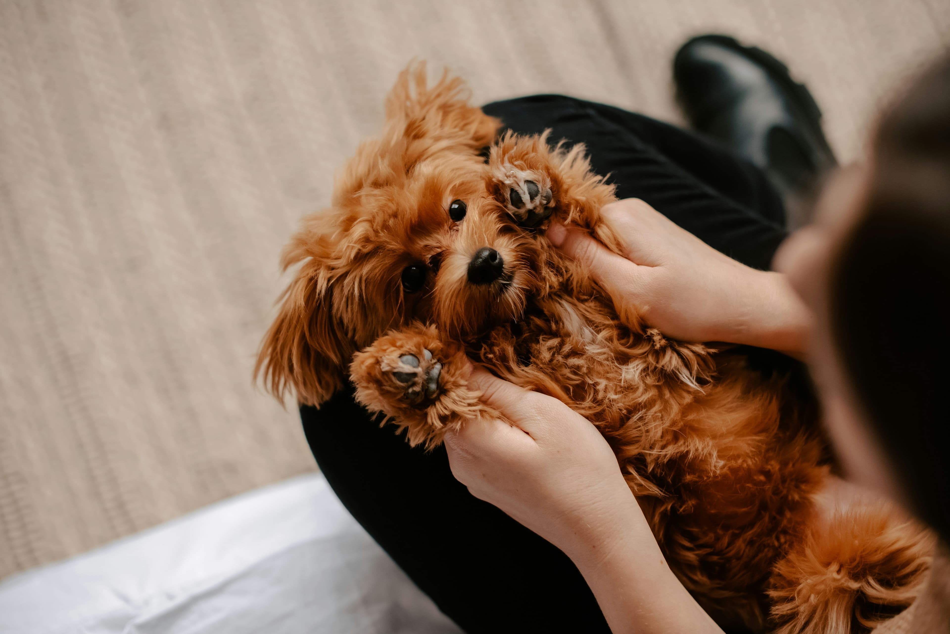 Tick Prevention for Dogs: Paws, Prevention, and Proper Nutrition