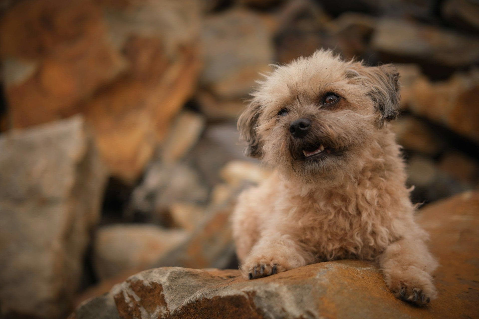 A scruffy tan dog lies resting on a large brown rock.