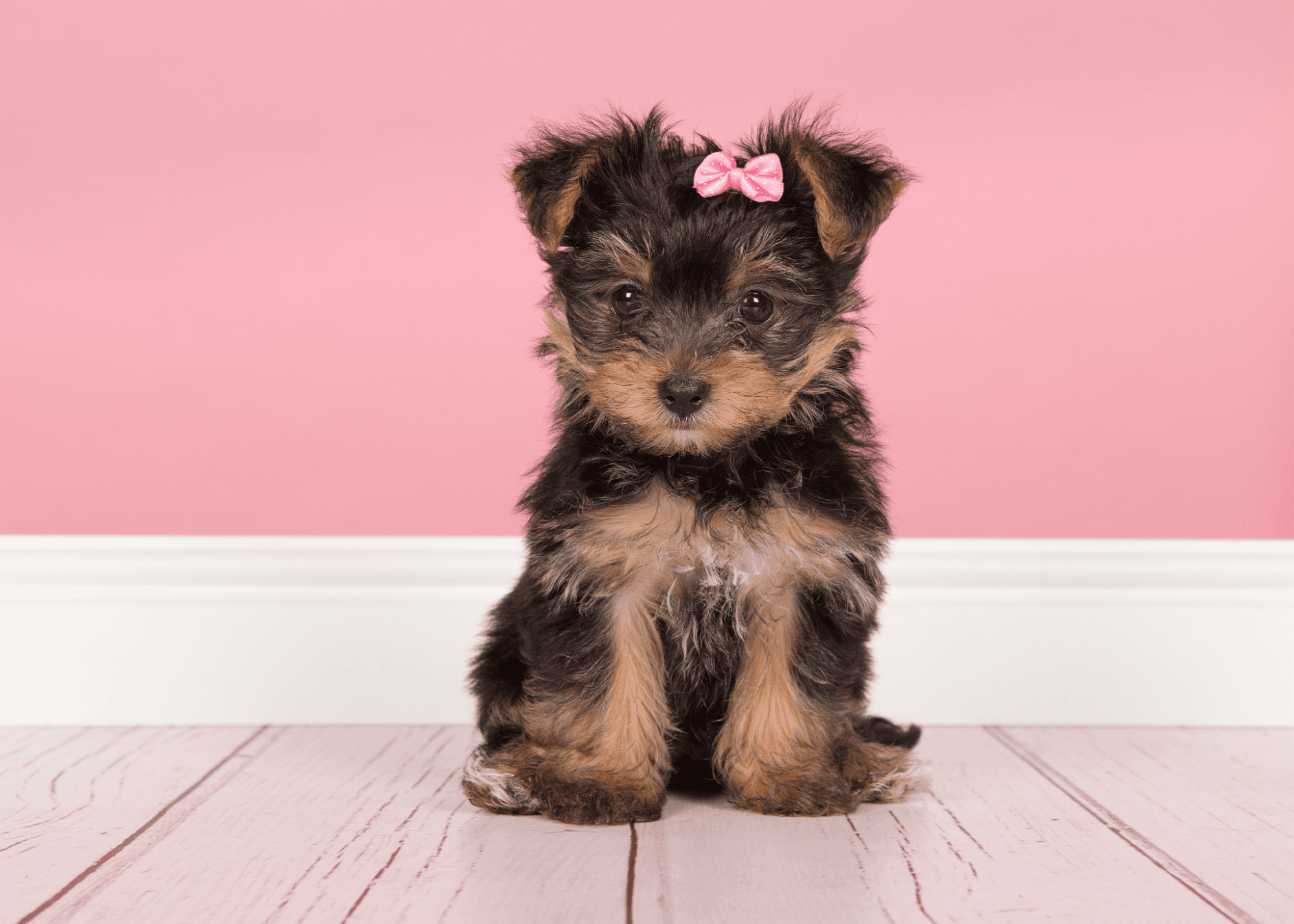Small puppy with a pink bow sitting on a wood floor against a pink wall.