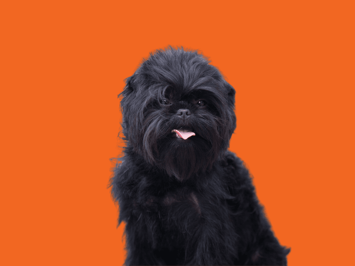 Affenpinscher
