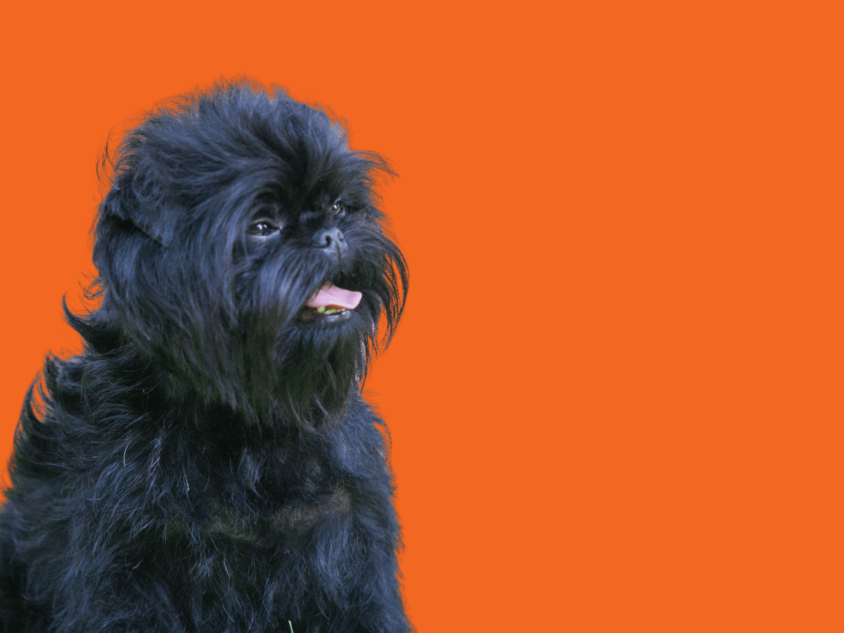 Affenpinscher