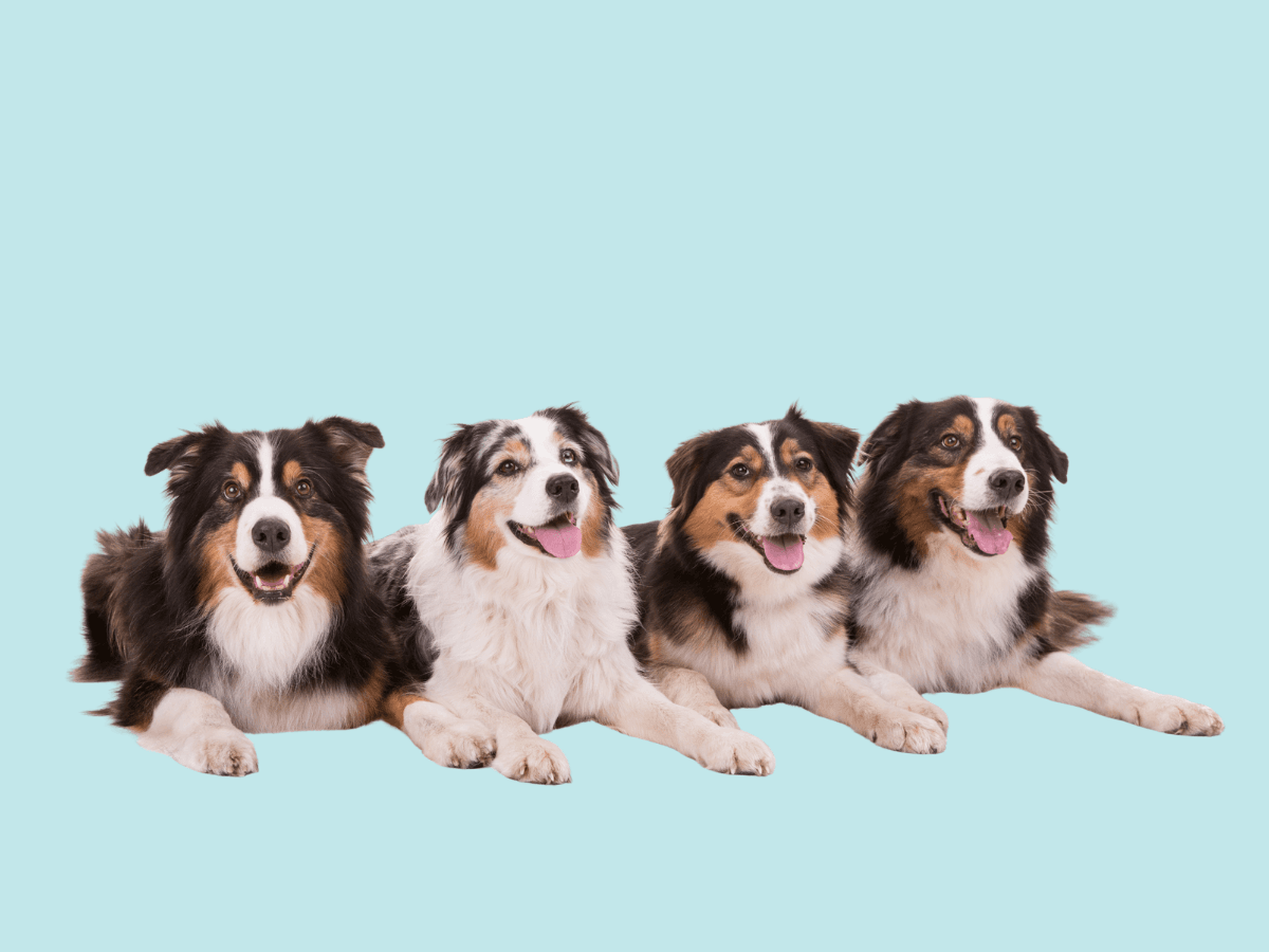 Australian Shepherd