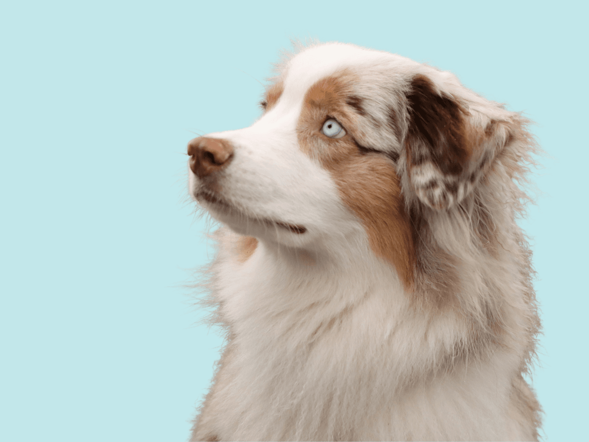 Australian Shepherd