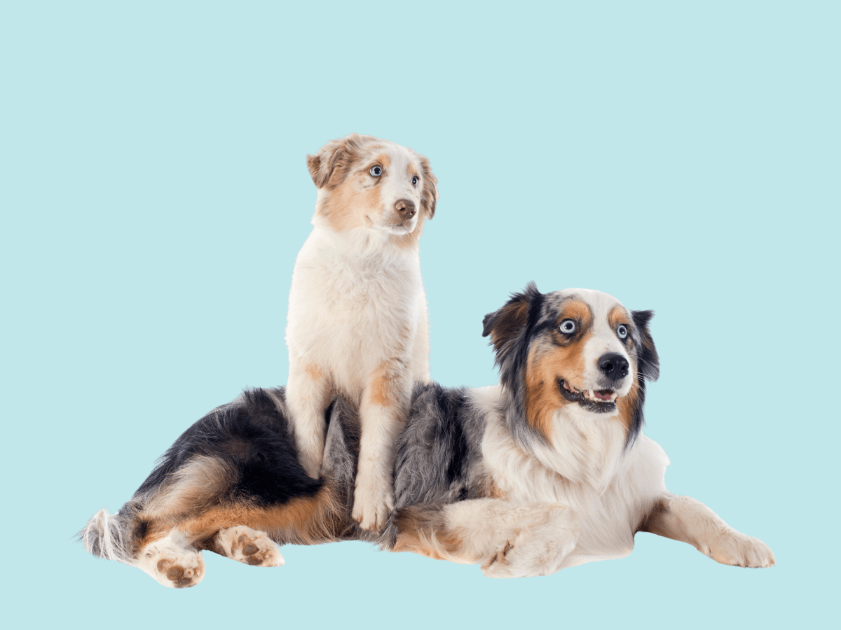 Australian Shepherd