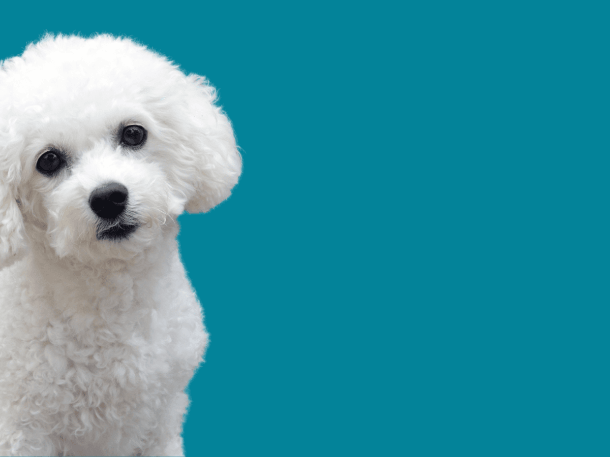 Bichon Frise