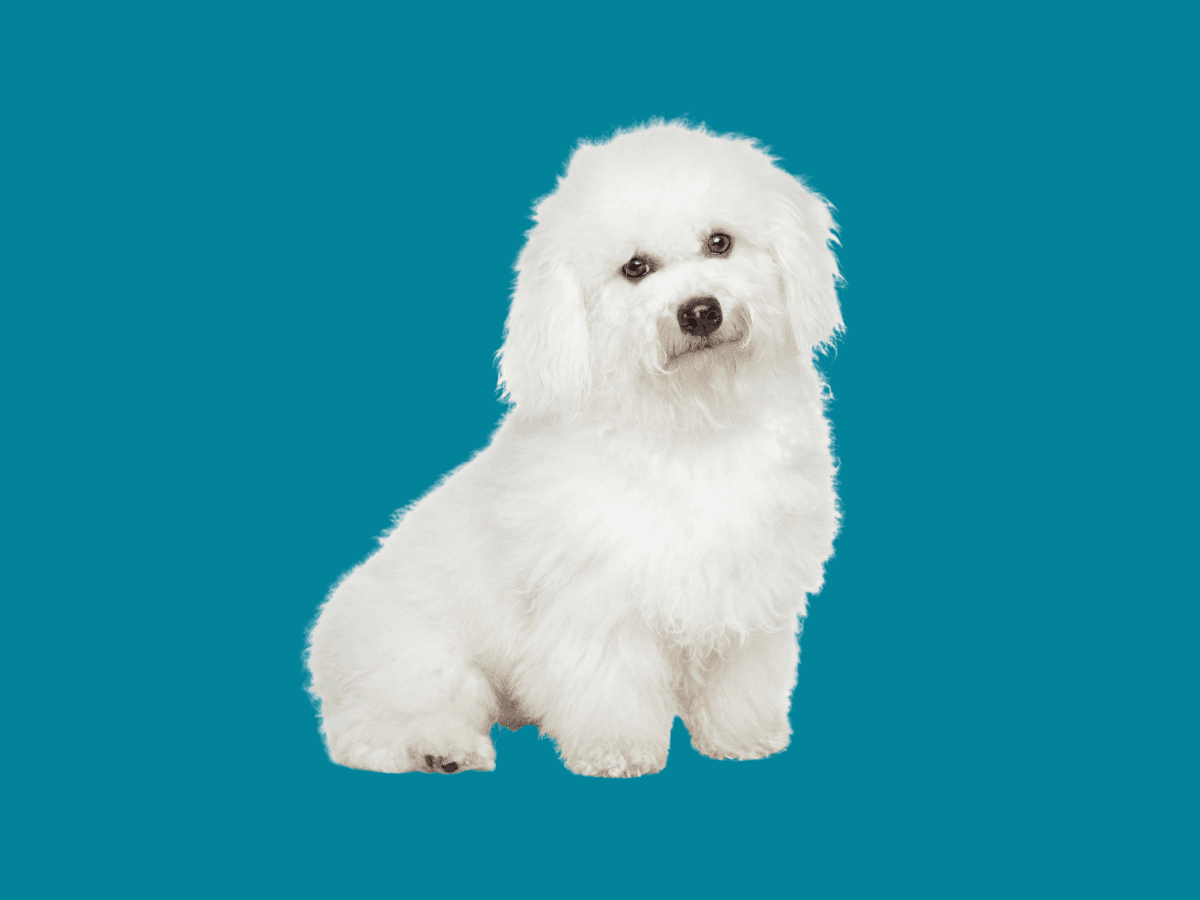 Bichon Frise