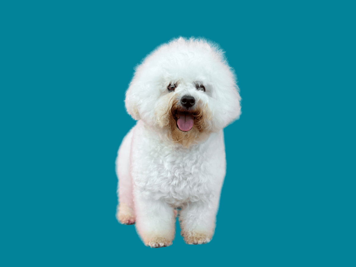 Bichon Frise