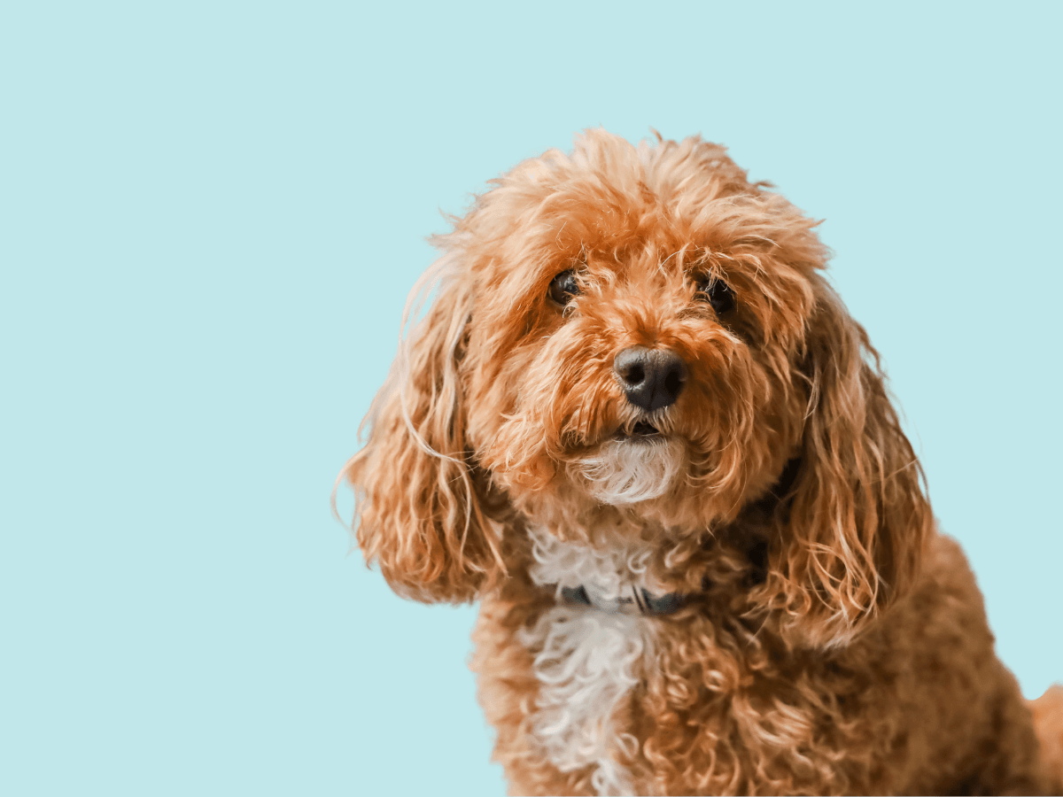 Bichpoo