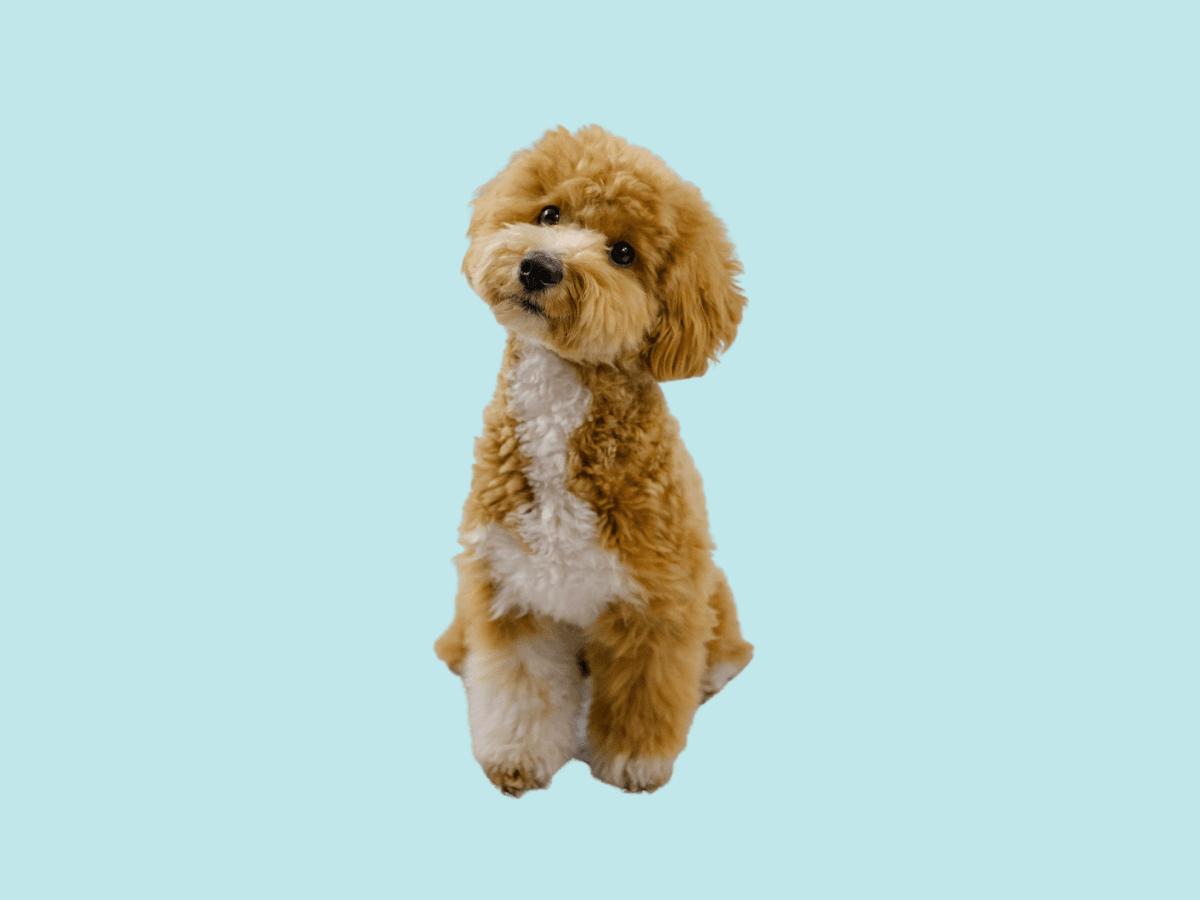 Bichpoo