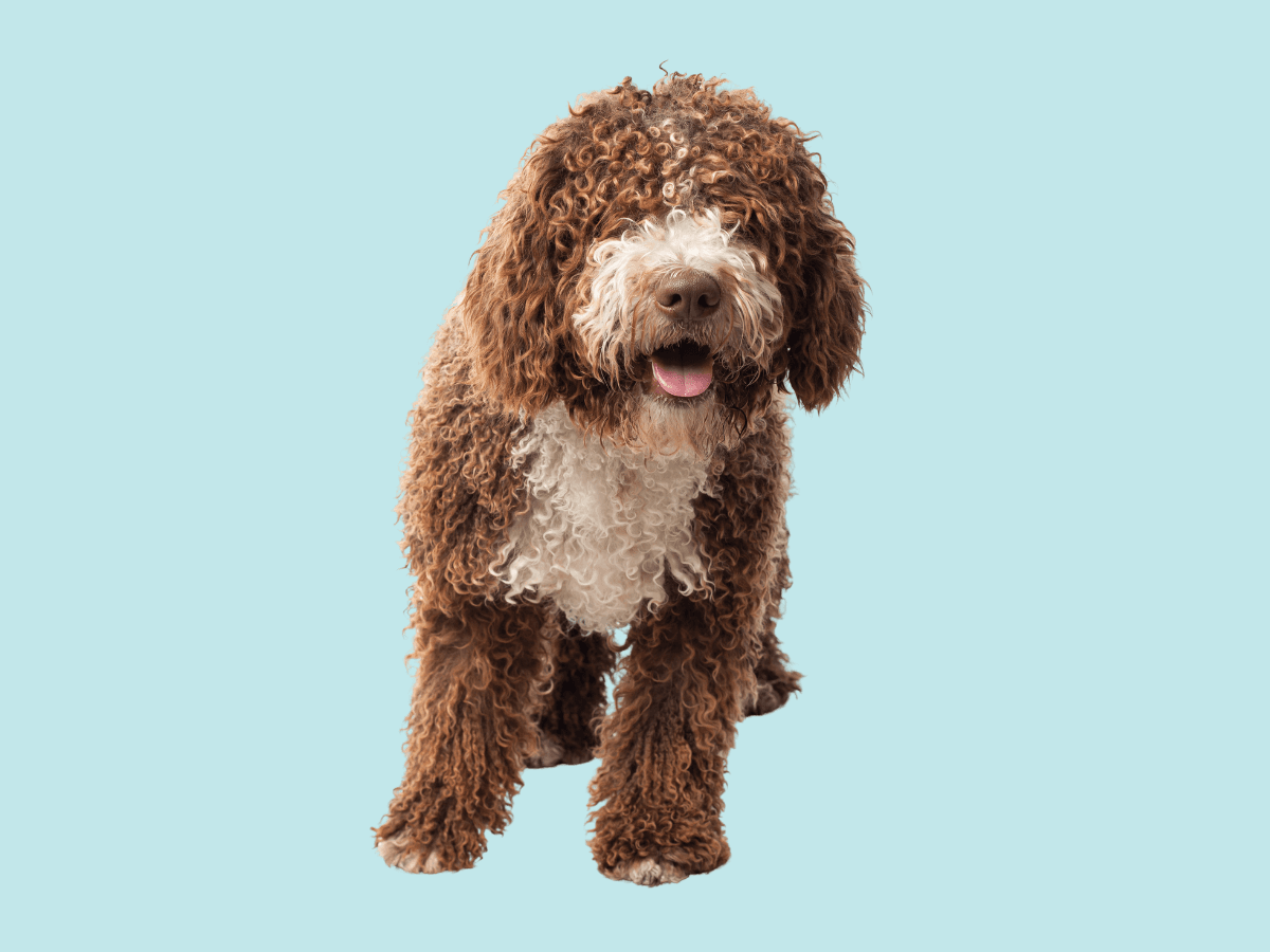 Bichpoo
