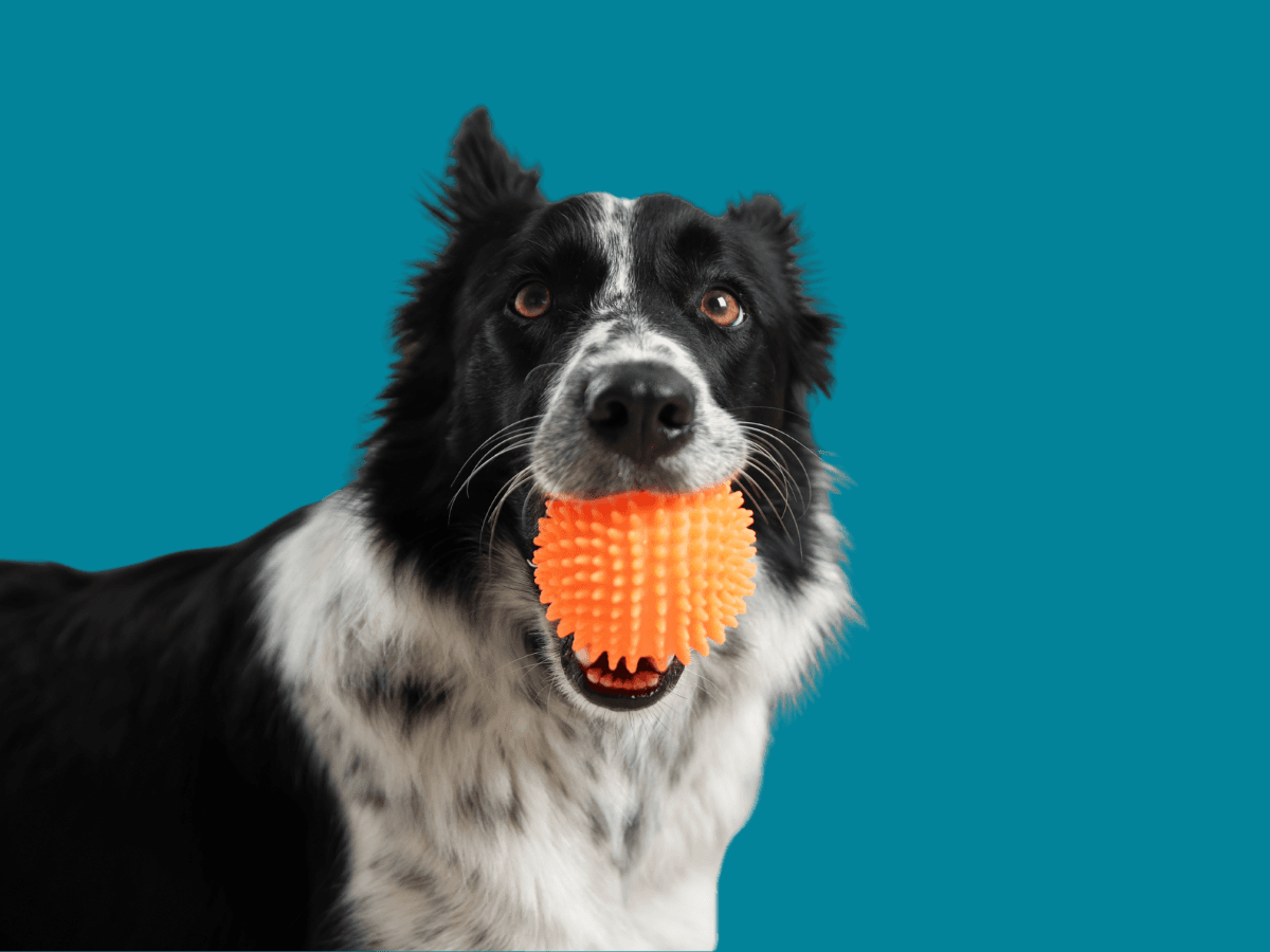 Border Collie