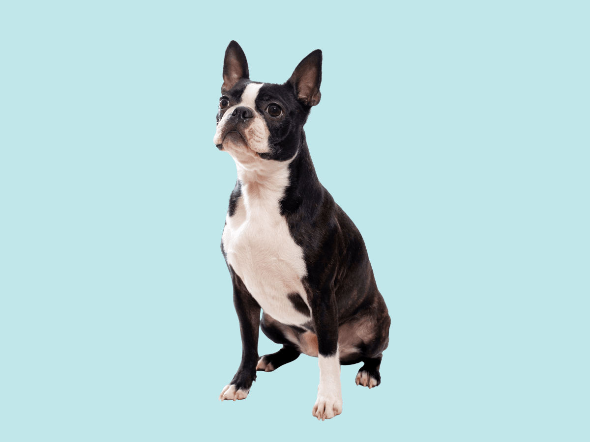 Boston Terrier