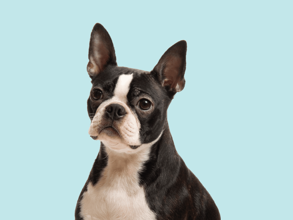 Boston Terrier