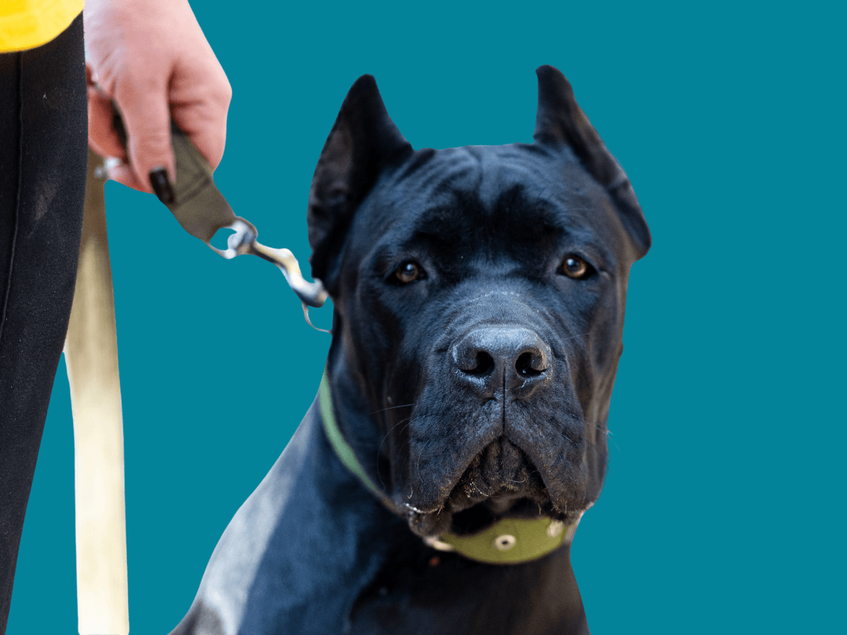 Cane Corso
