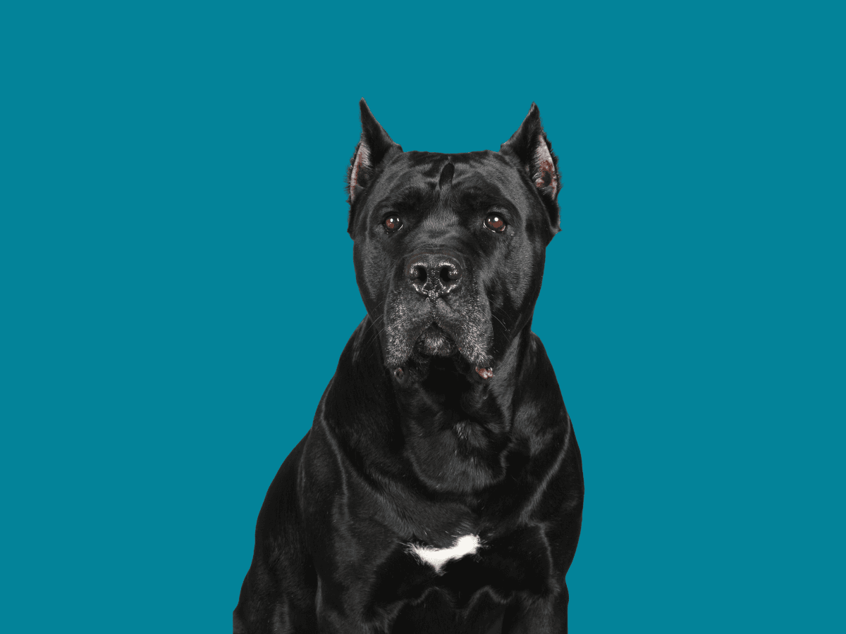 Cane Corso