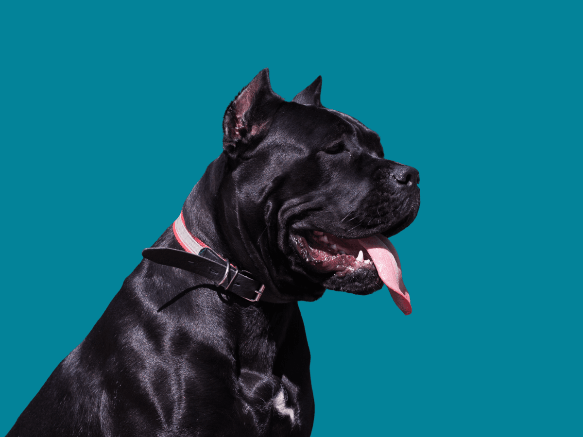 Cane Corso