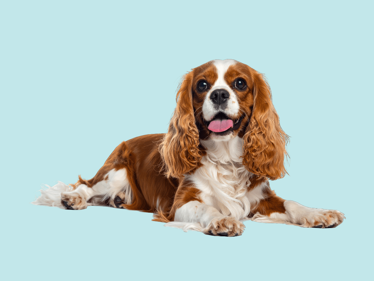 Cavalier King Charles Spaniel