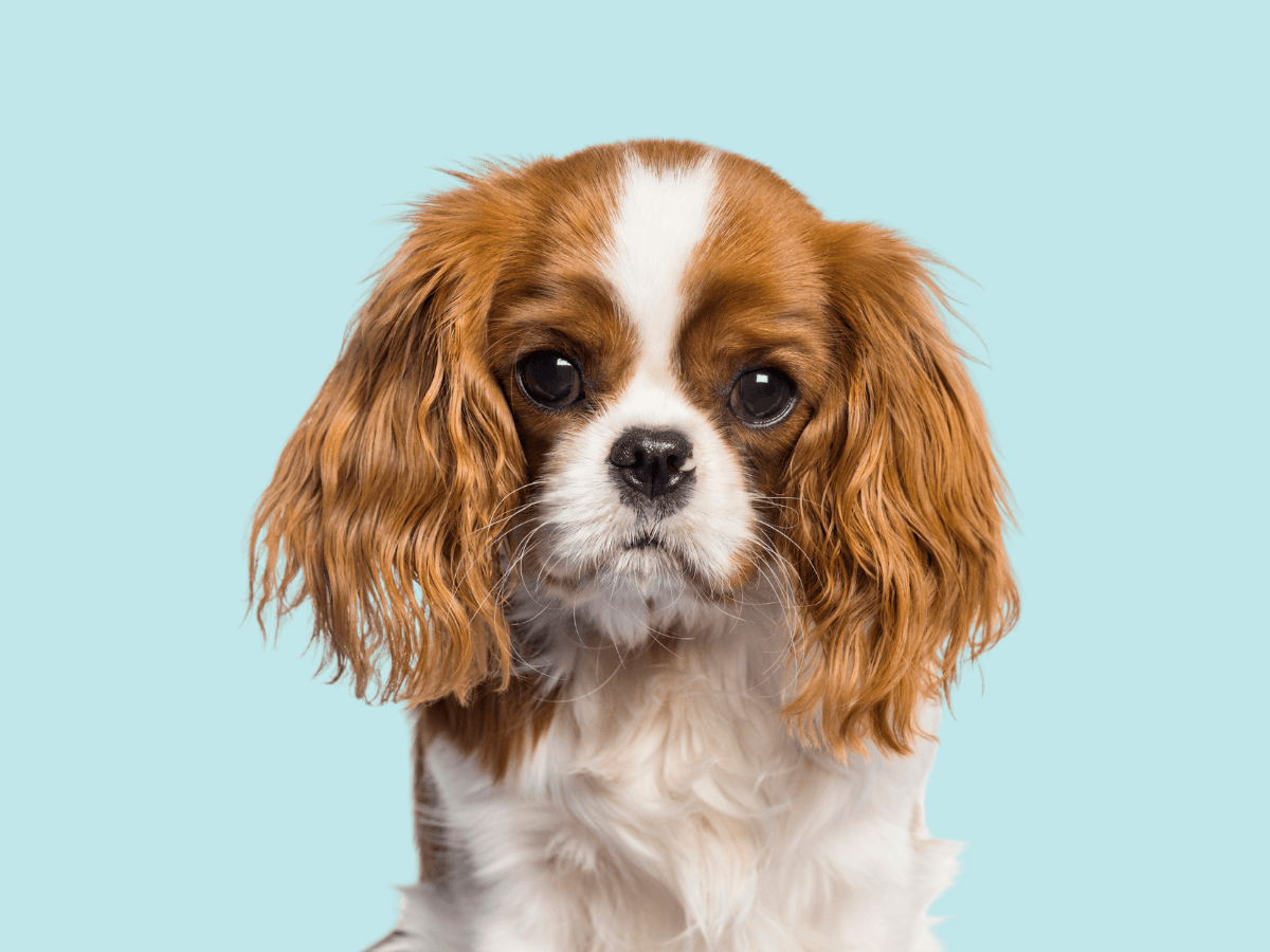 Cavalier King Charles Spaniel