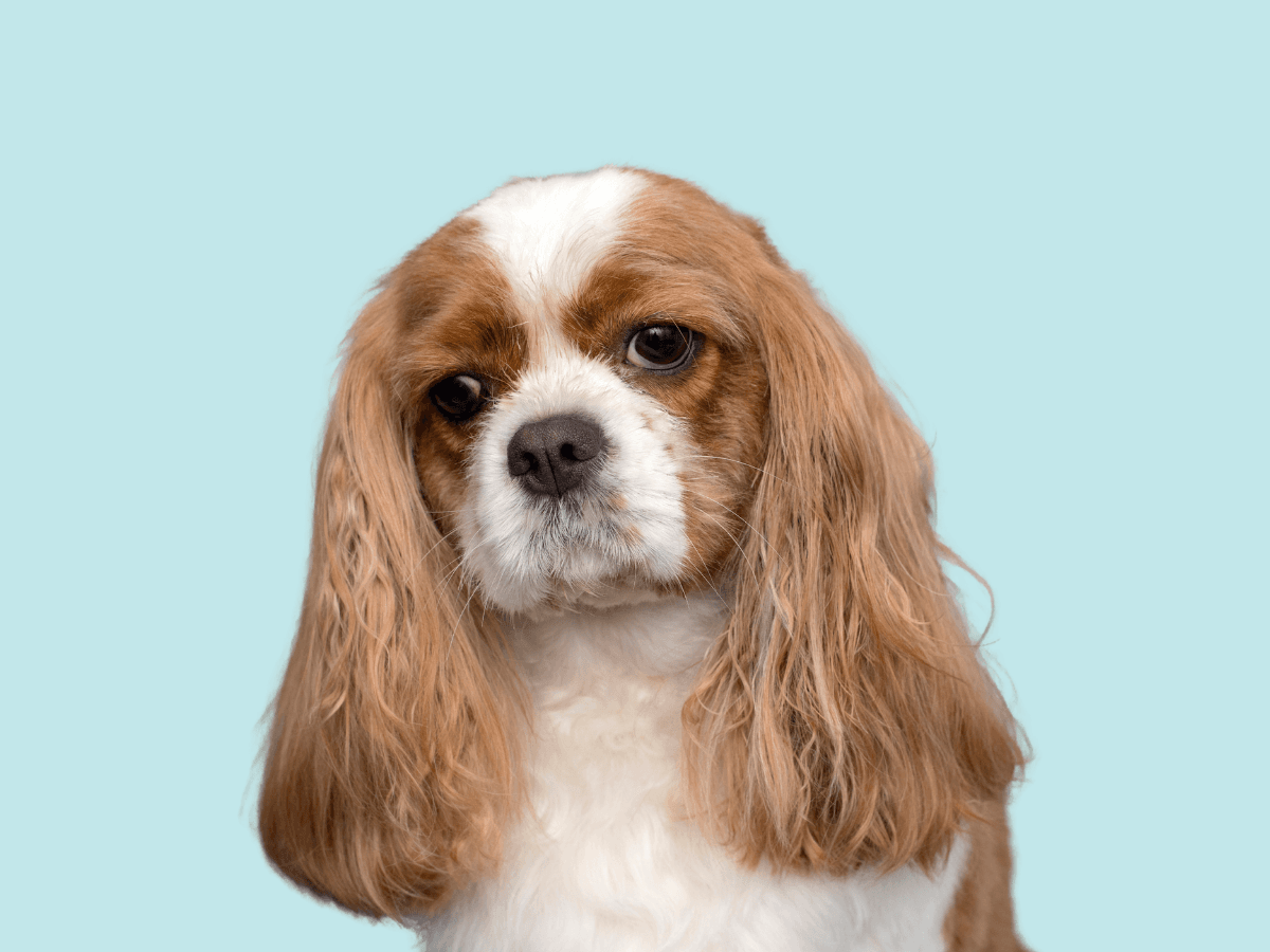 Cavalier King Charles Spaniel