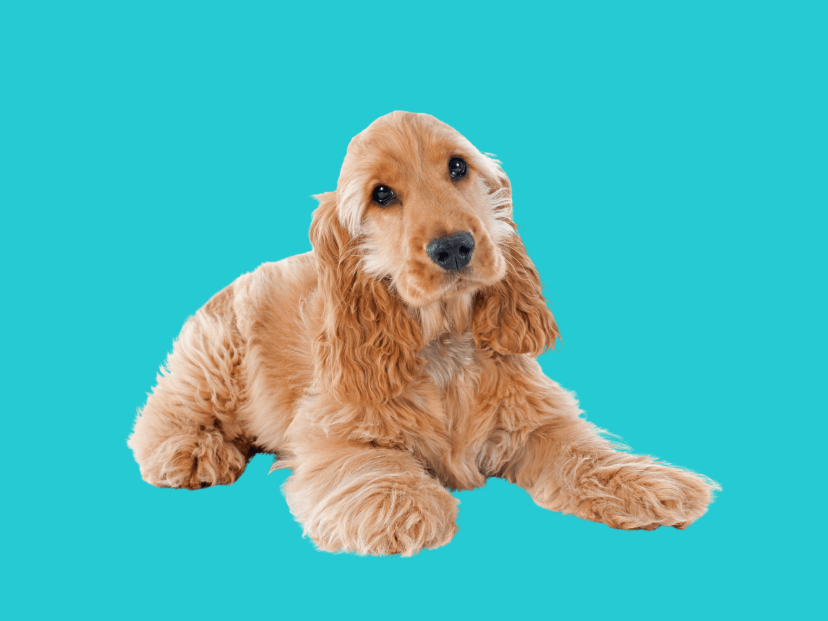 Cocker Spaniel