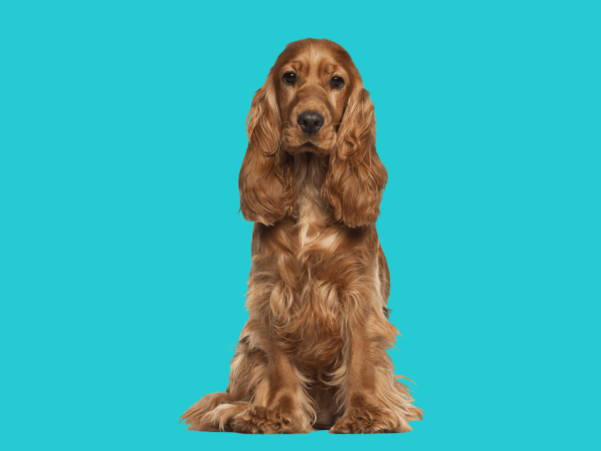 Cocker Spaniel