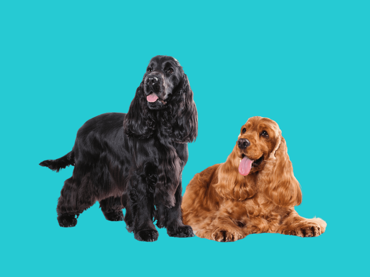 Cocker Spaniel