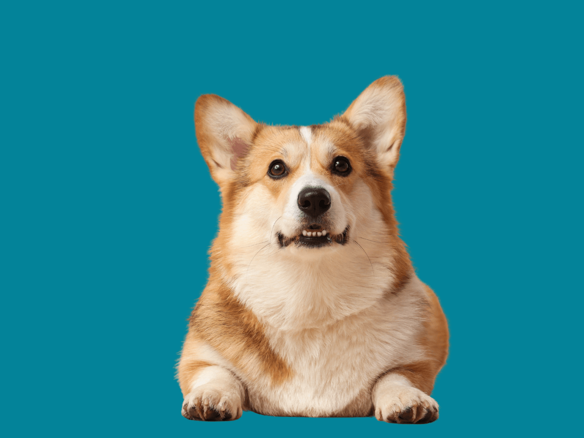 Corgi