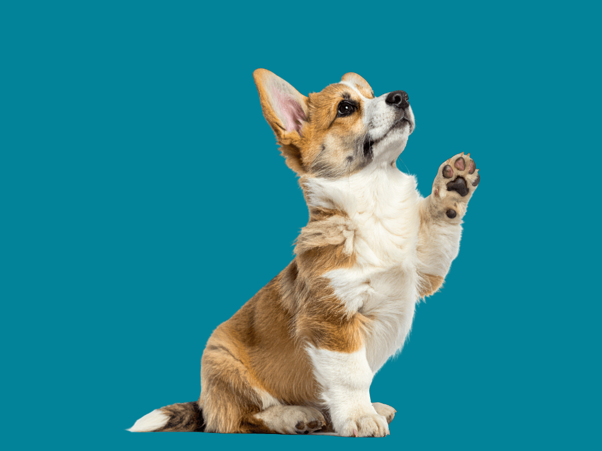 Corgi