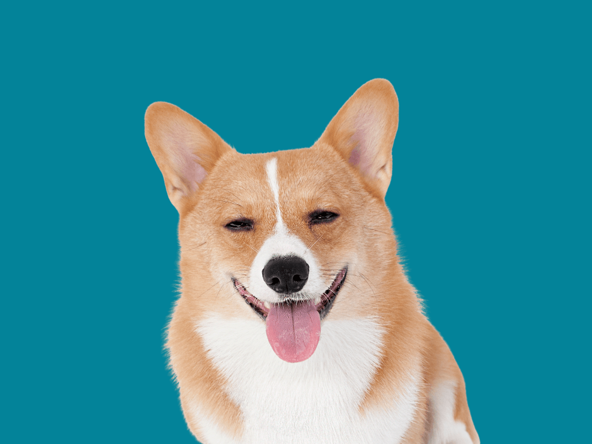 Corgi