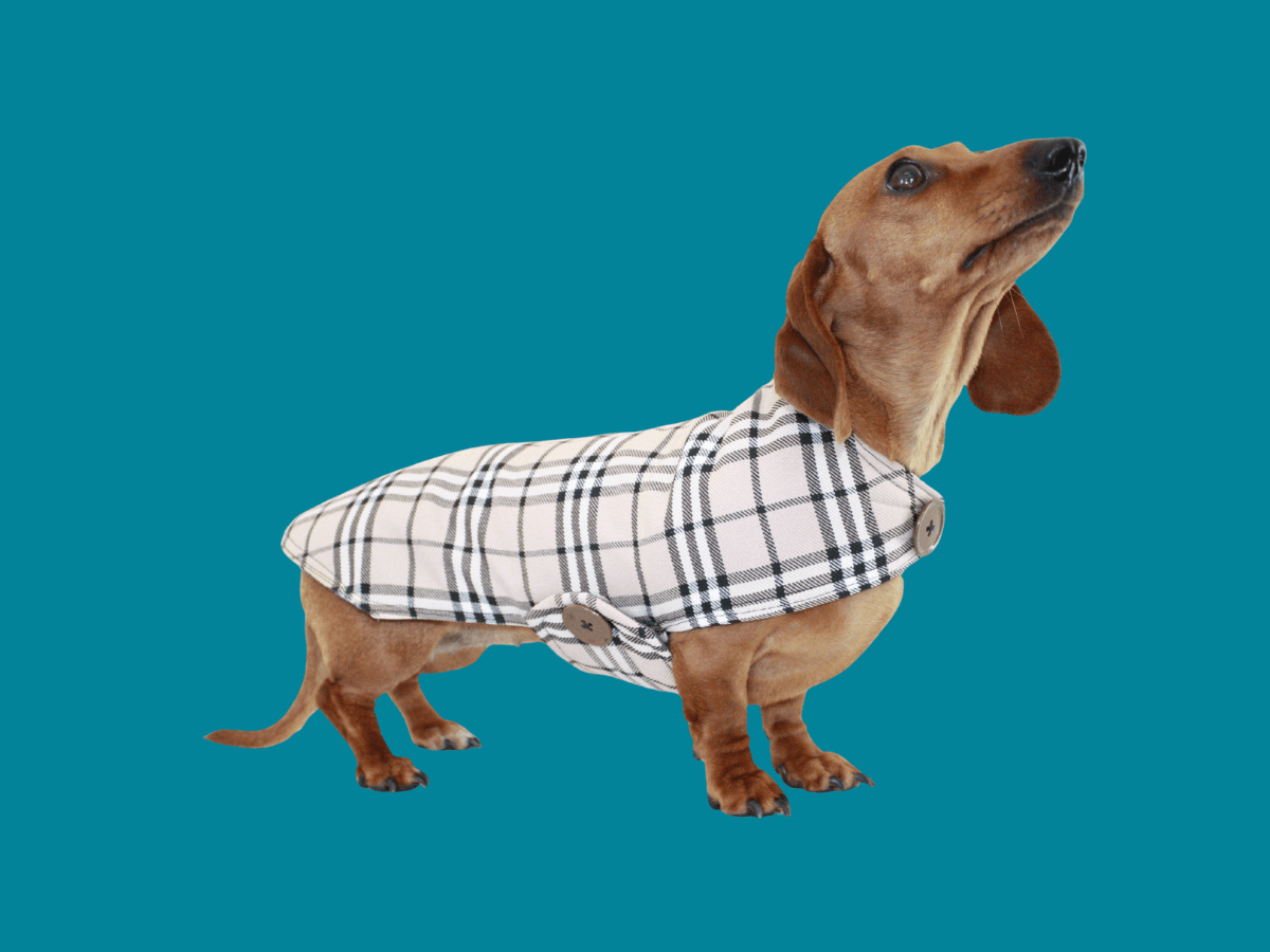 Dachshund