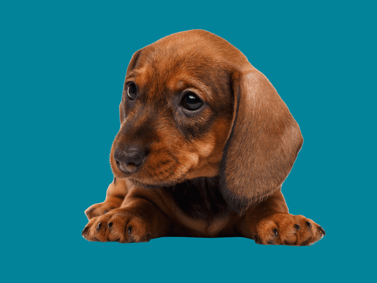 Dachshund
