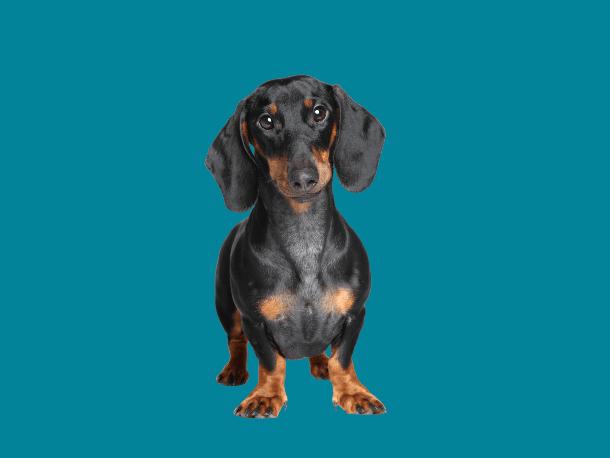 Dachshund