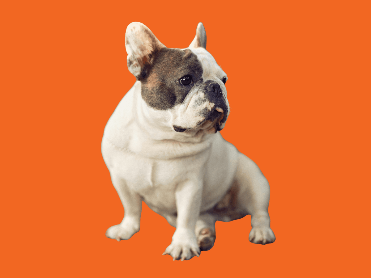 French Bulldog