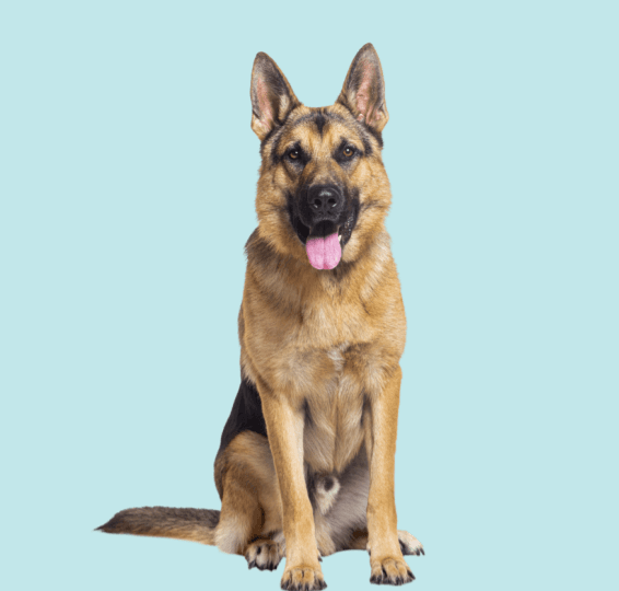 German Shepherd