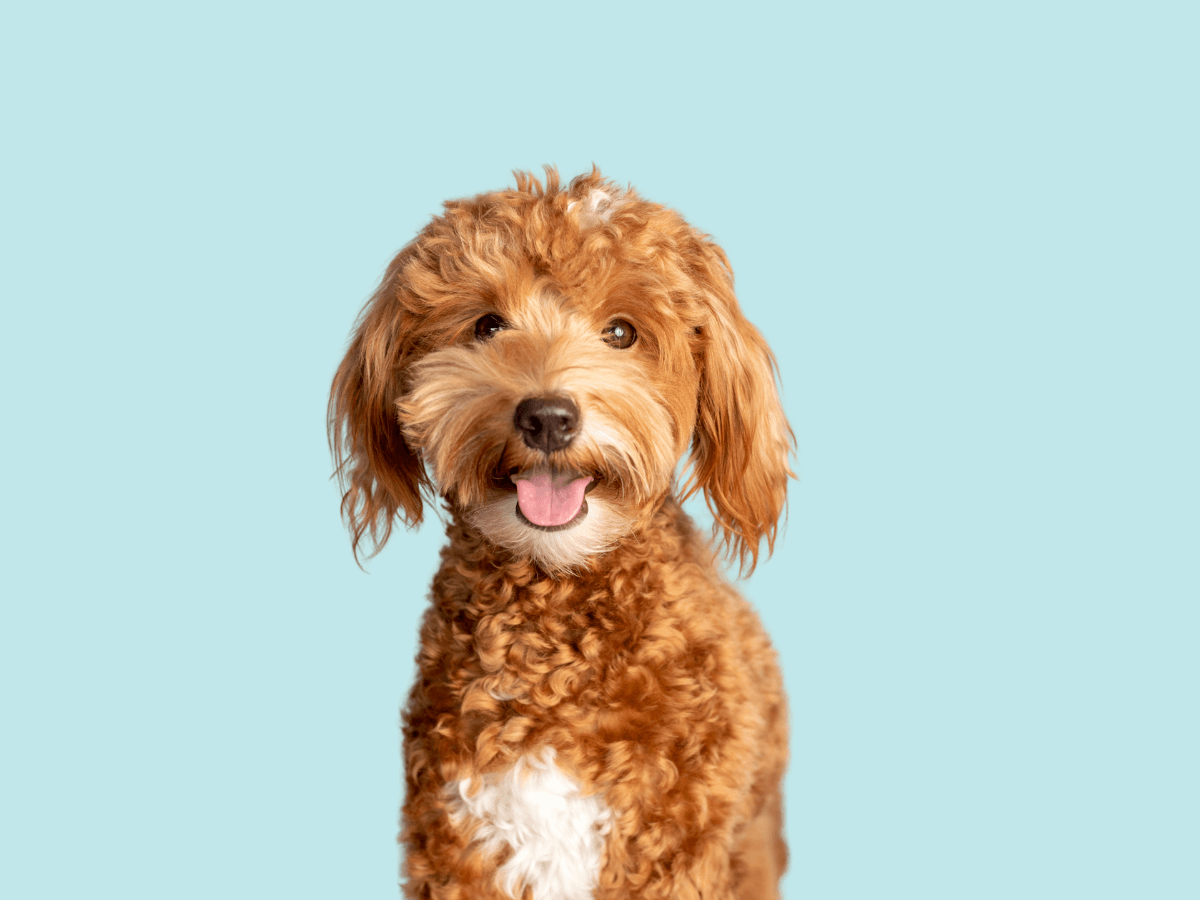 Goldendoodle