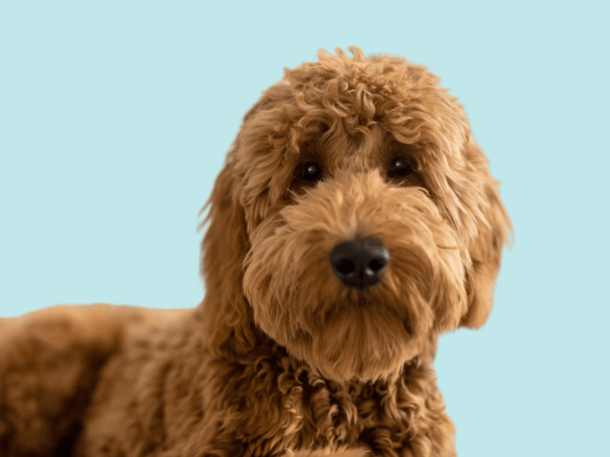 Goldendoodle