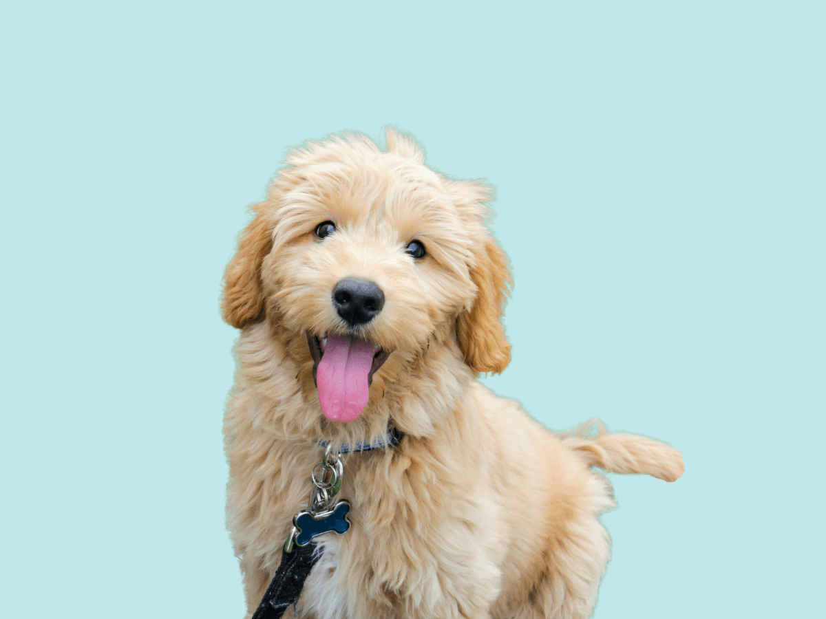 Goldendoodle