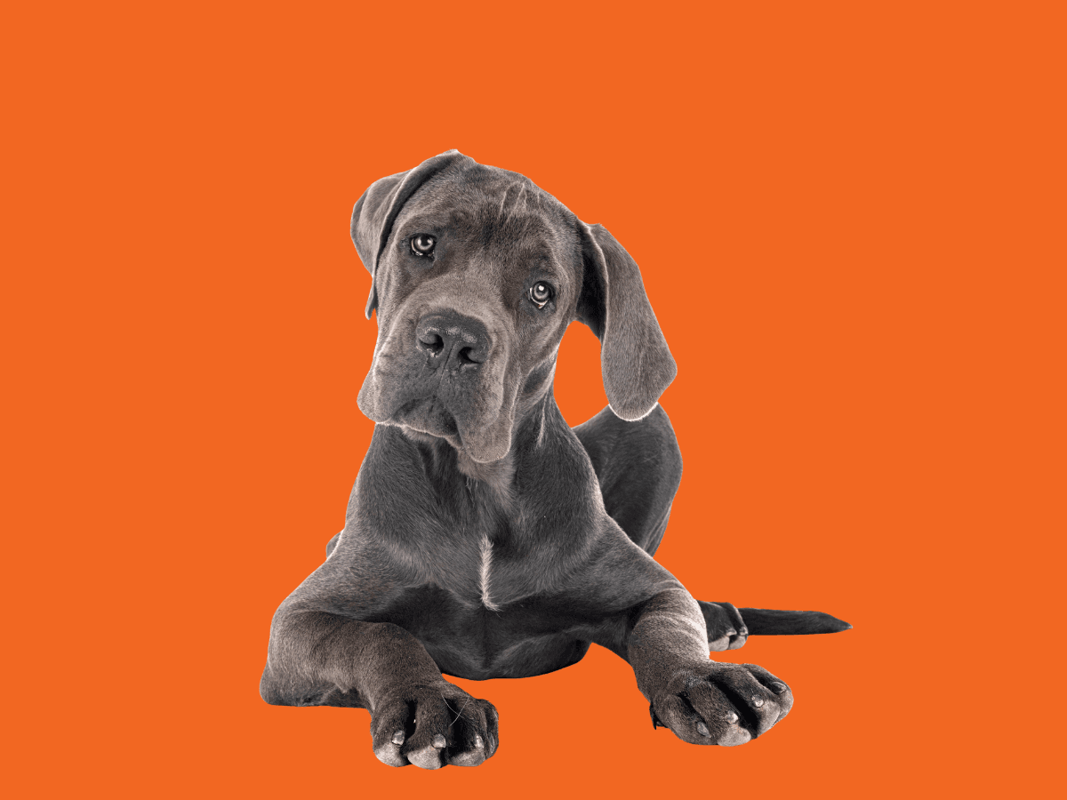 Great Dane