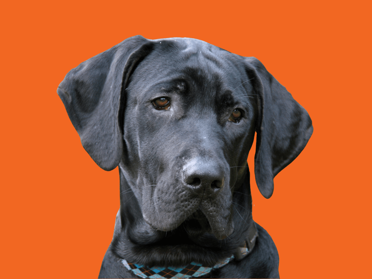 Great Dane