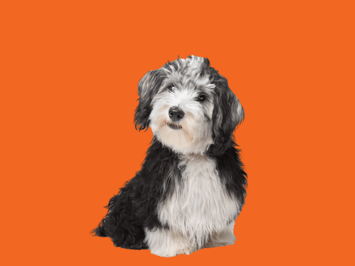 Havanese