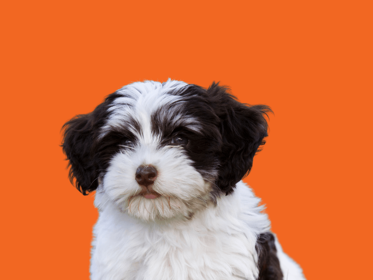 Havanese