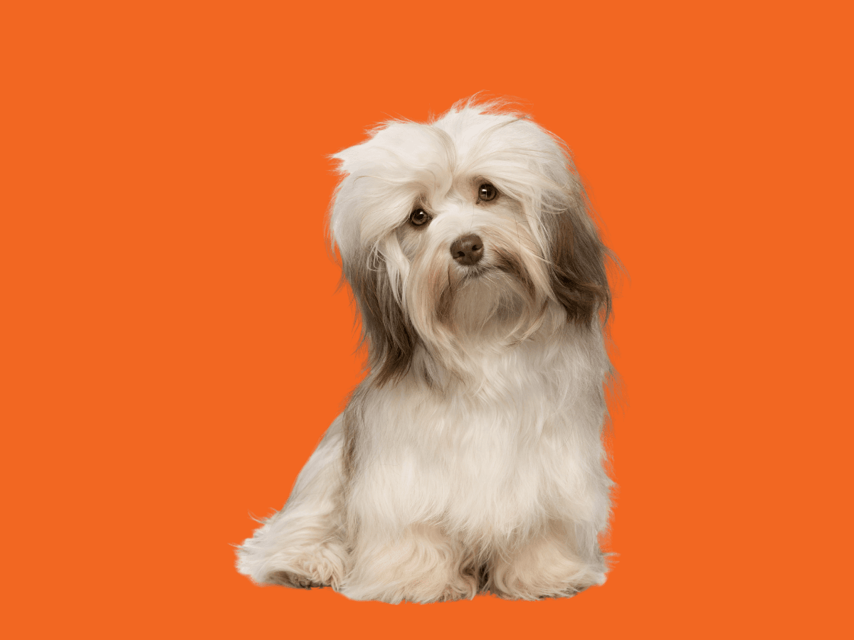Havanese