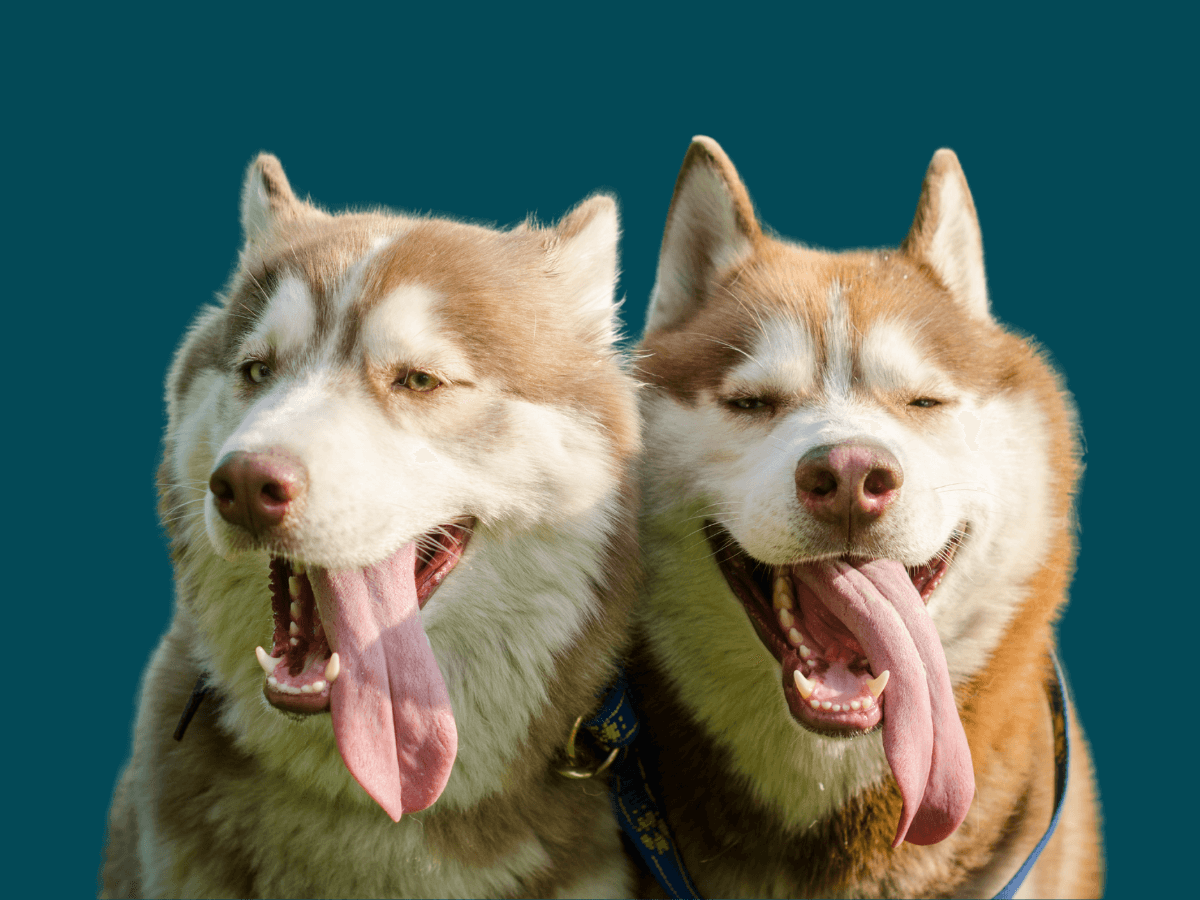 Husky