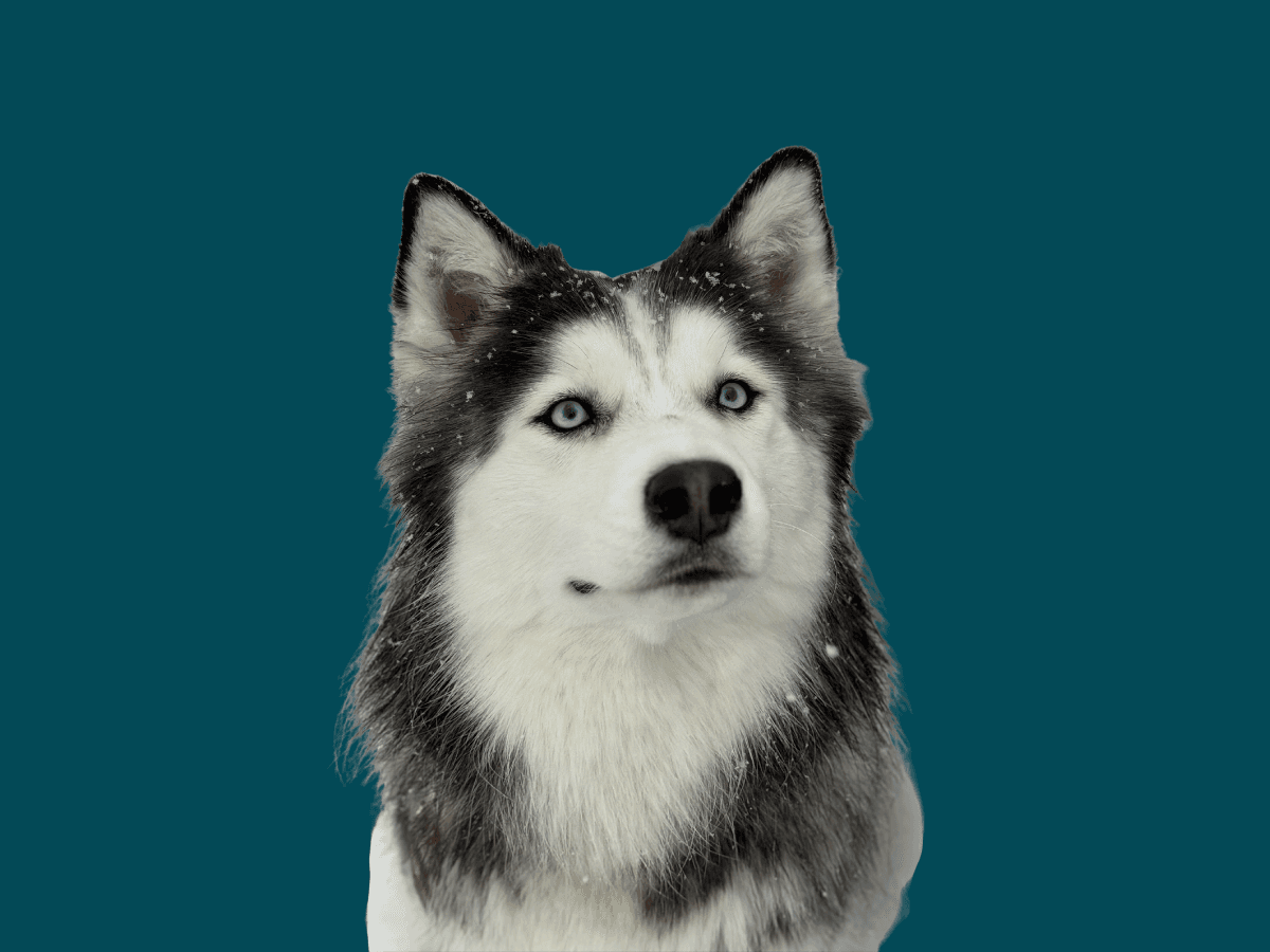 Husky