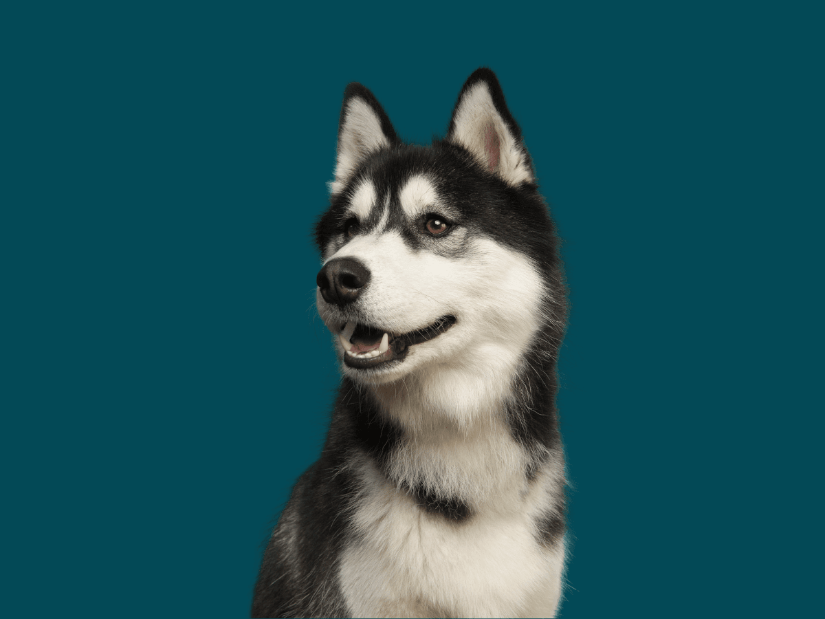 Husky