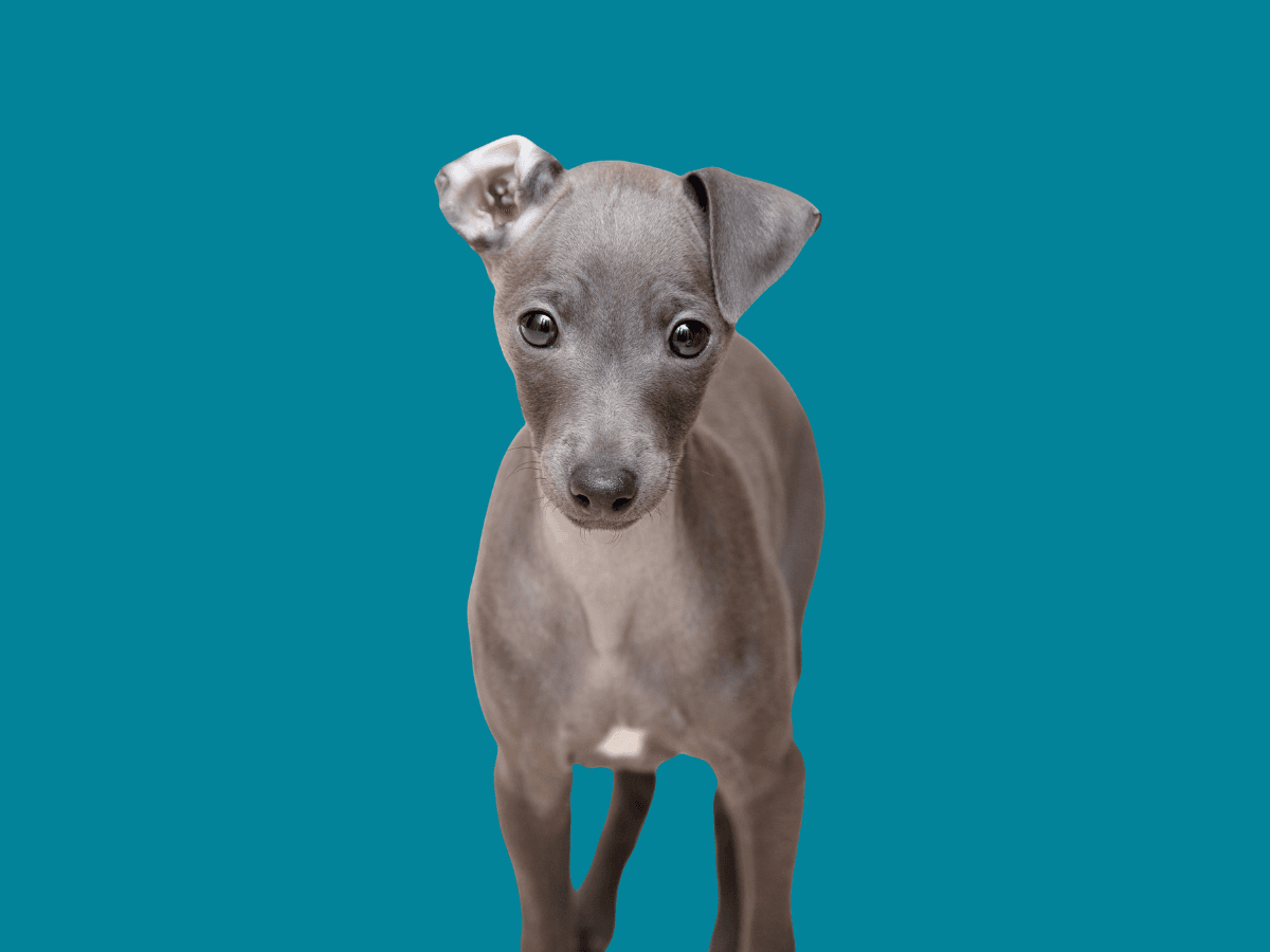 Italian Greyhound