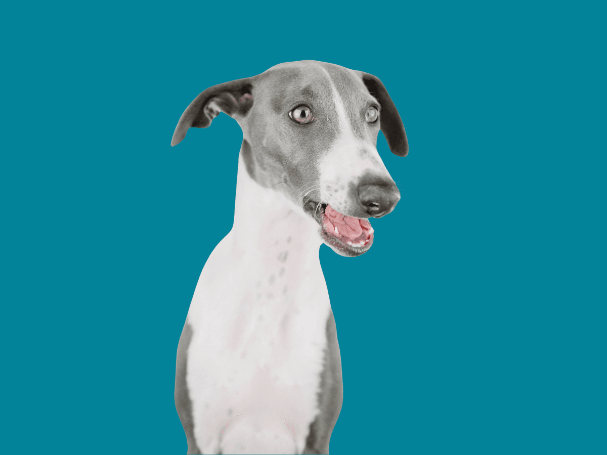 Italian Greyhound